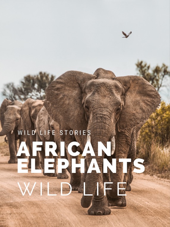Wildlife Photography Tips & Techniques